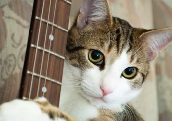 Forest Pooky + Ben Sliver + Chris Vil + Arnaud Boige + Laura Suard