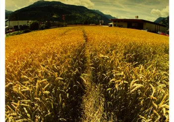 Uncommonmenfrommars + Forest Pooky + Goat Cheese + Série Z