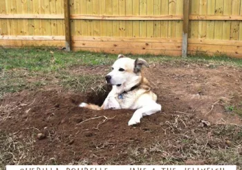 Guerilla Poubelle + Fortune Cookie Club (CAN) + Jake & The Jellyfish (UK) + Philémone + Cream Dance + MyBodyHorse + The Newtons + Jean-Sébastien Is Back + Gaïawana + Dj Krilin & Dj Yamcha