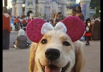 Great Wight (USA) + Kermes (UK)