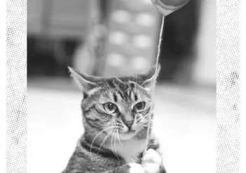 Lost Balloons (USA / JAP) + Strawberry Seas