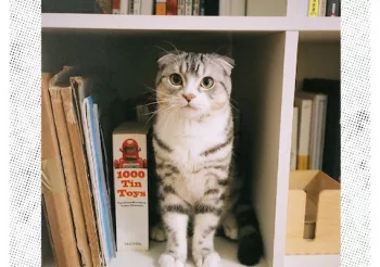 Decent Criminal (USA) + The Bombpops (USA) + Chantilly Bears + Moonback Stage