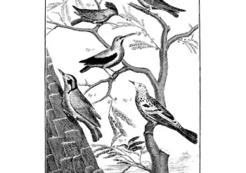 Forest Pooky + Back And Forth