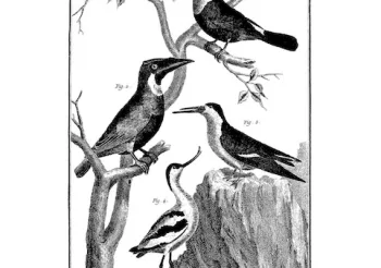 Unschooling + Toekan + Cemented Minds + Birdstone