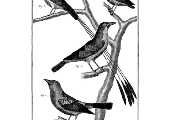 La Rancoeur + Fuzz Theory