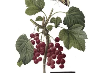 Pamplemousse (RE) + cervozero